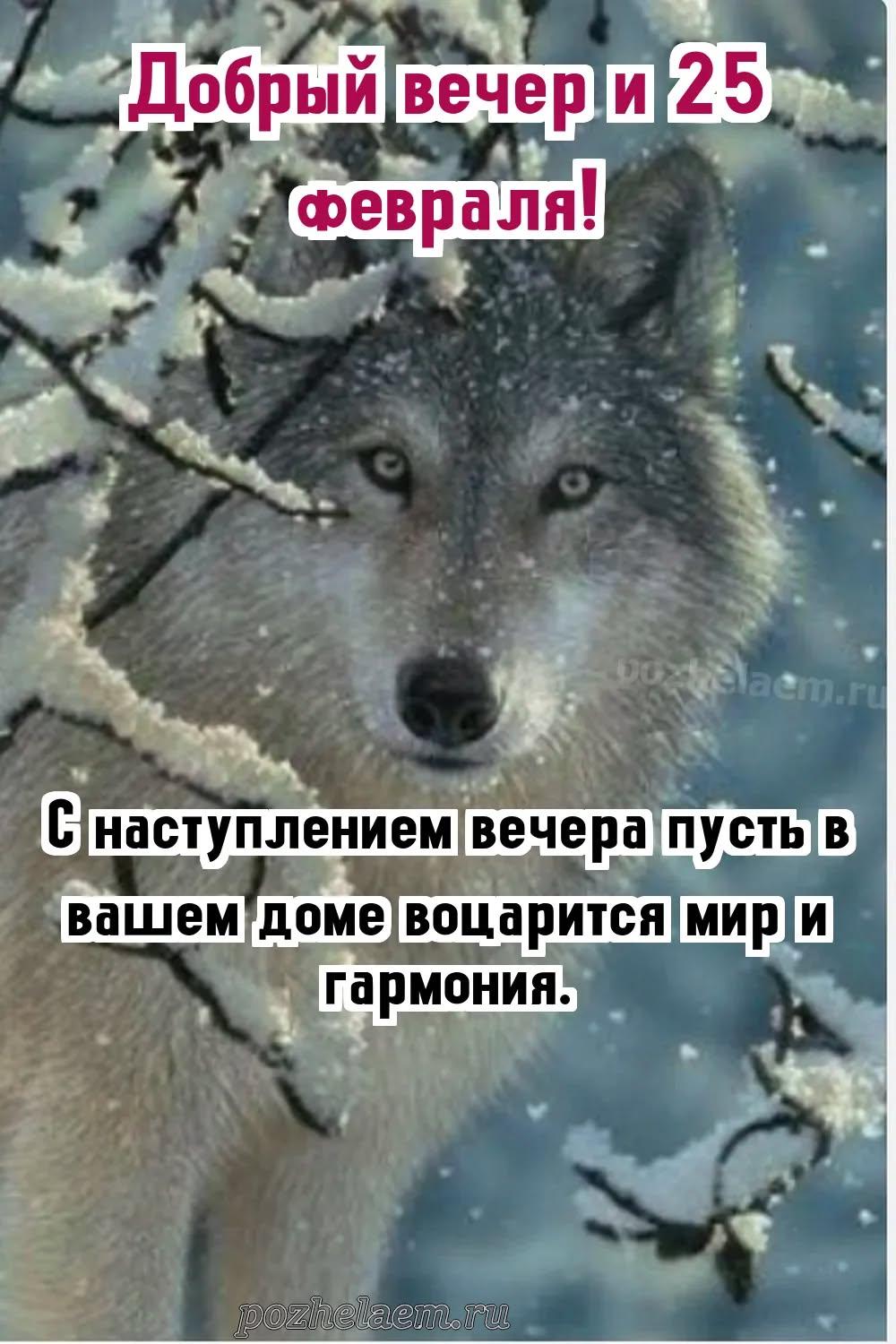 Добрый вечер 25 февраля красивые картинки и открытки