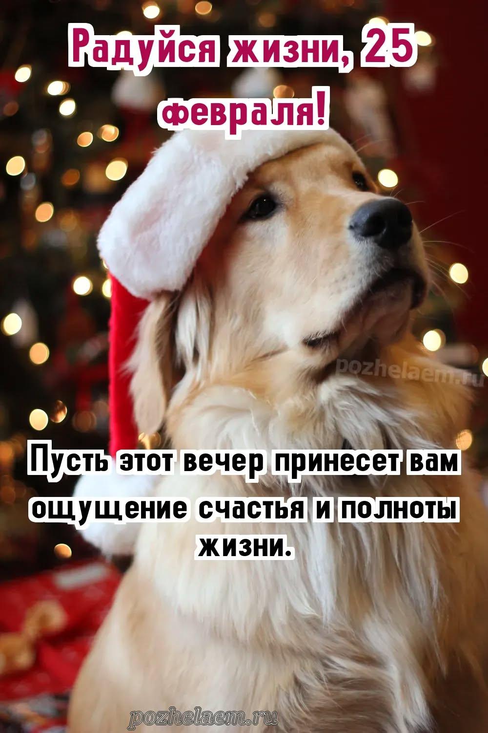 Добрый вечер 25 февраля красивые картинки и открытки