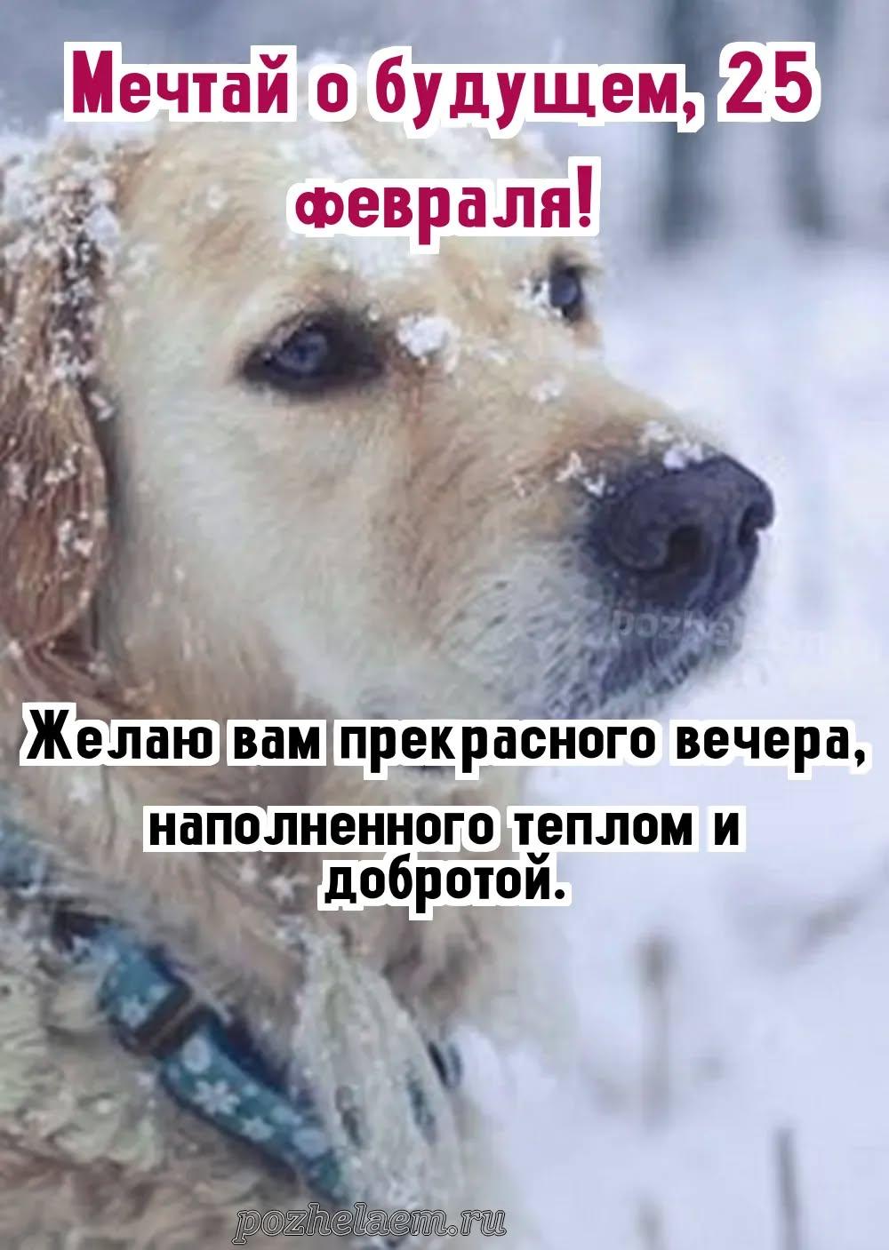 Добрый вечер 25 февраля красивые картинки и открытки