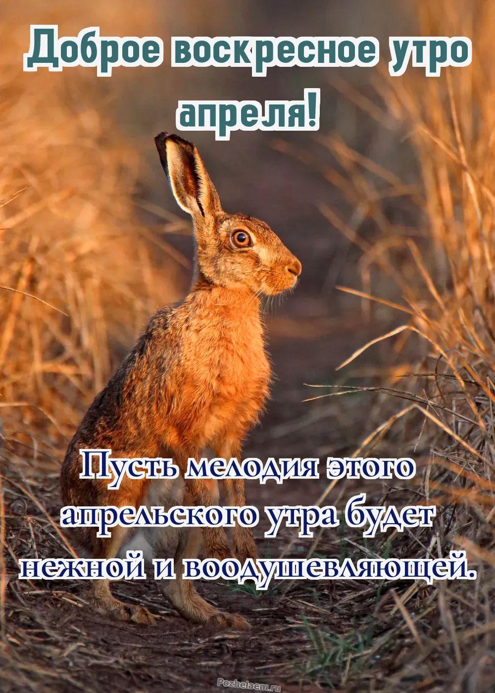 Доброе утро воскресенье апреля